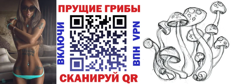 Галлюциногенные грибы Psilocybine cubensis  где купить наркотик  Новокубанск 